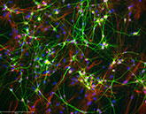 thumbnail image of neuron graphics 