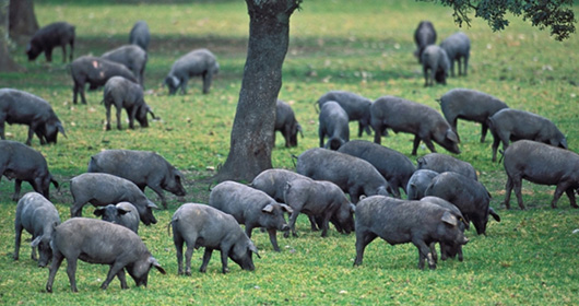 Image of large group of pigs