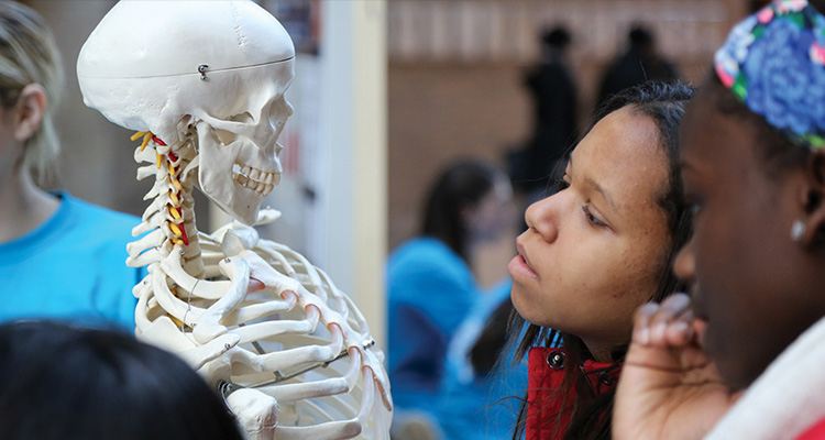 Image of girl looking at human skeleton