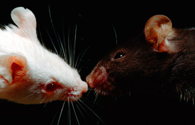 Silencing Select Brain Cells Triggers Social Deficits in Mice