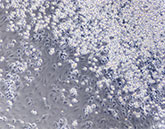 close-up of hPSC-derived hematopoiesis