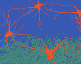 neuroscience lab graphic