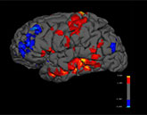 Graphic of human brain