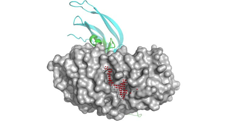 sbdd-hormone-receptor.jpg