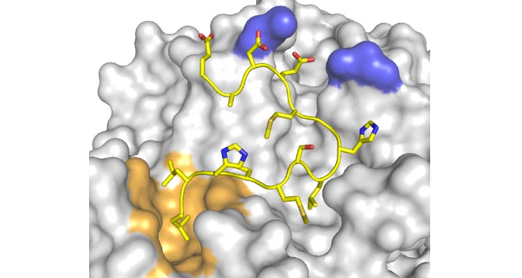 sbdd-peptide-protein-interaction.jpg