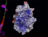 Neurotransmitters activating G protein-coupled receptors
