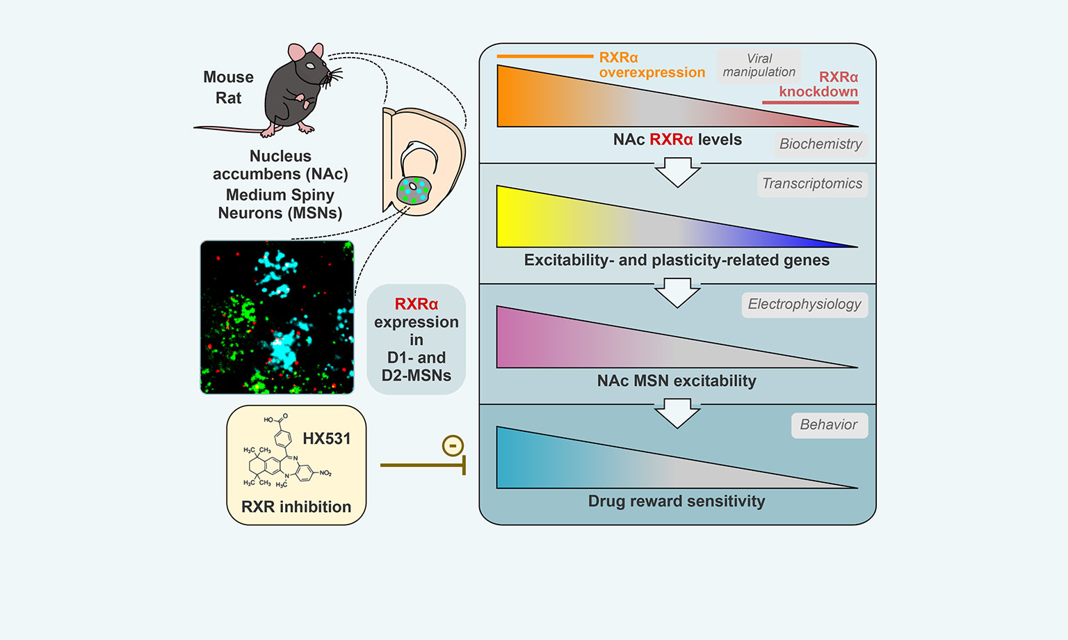 Recent Scientific & Medical Breakthroughs | Icahn School Of Medicine