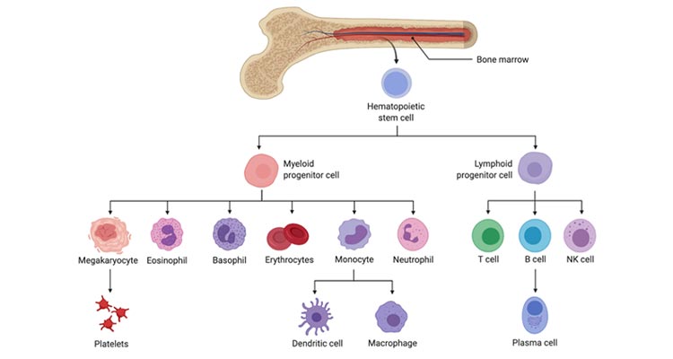 hematopoiesis bone marrow