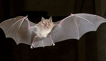 Image of a bat