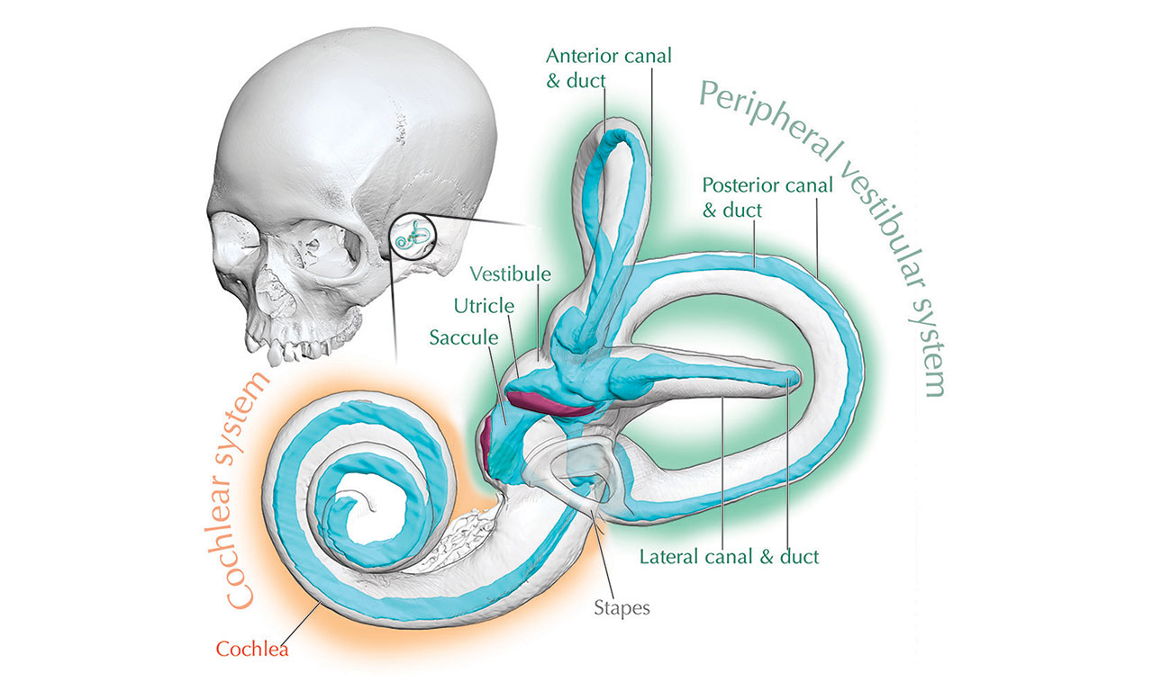 inner ear illustration