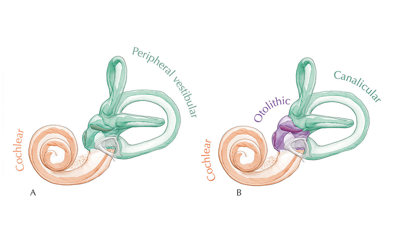 inner ear illustration